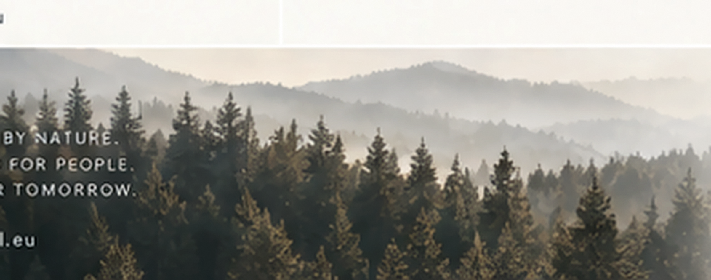 Nordic pine forest in soft, desaturated daylight